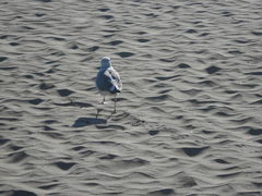 Bird on the beach