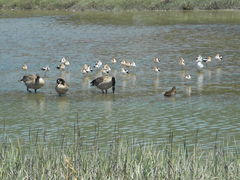 Birds on Albany beach