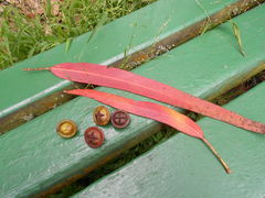 Button-tree fruits and leaves