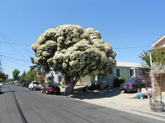 Cauliflower tree