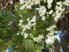 Cauliflower tree, zoomed