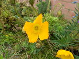 Yellow poppyseed